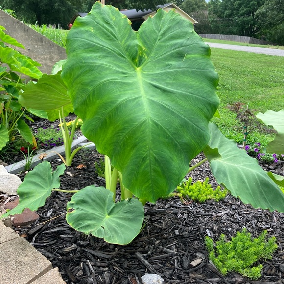 LIKE THIS POST TO BE NOTIFIED OF UPCOMING POSH SHOWS - Picture 1 of 2